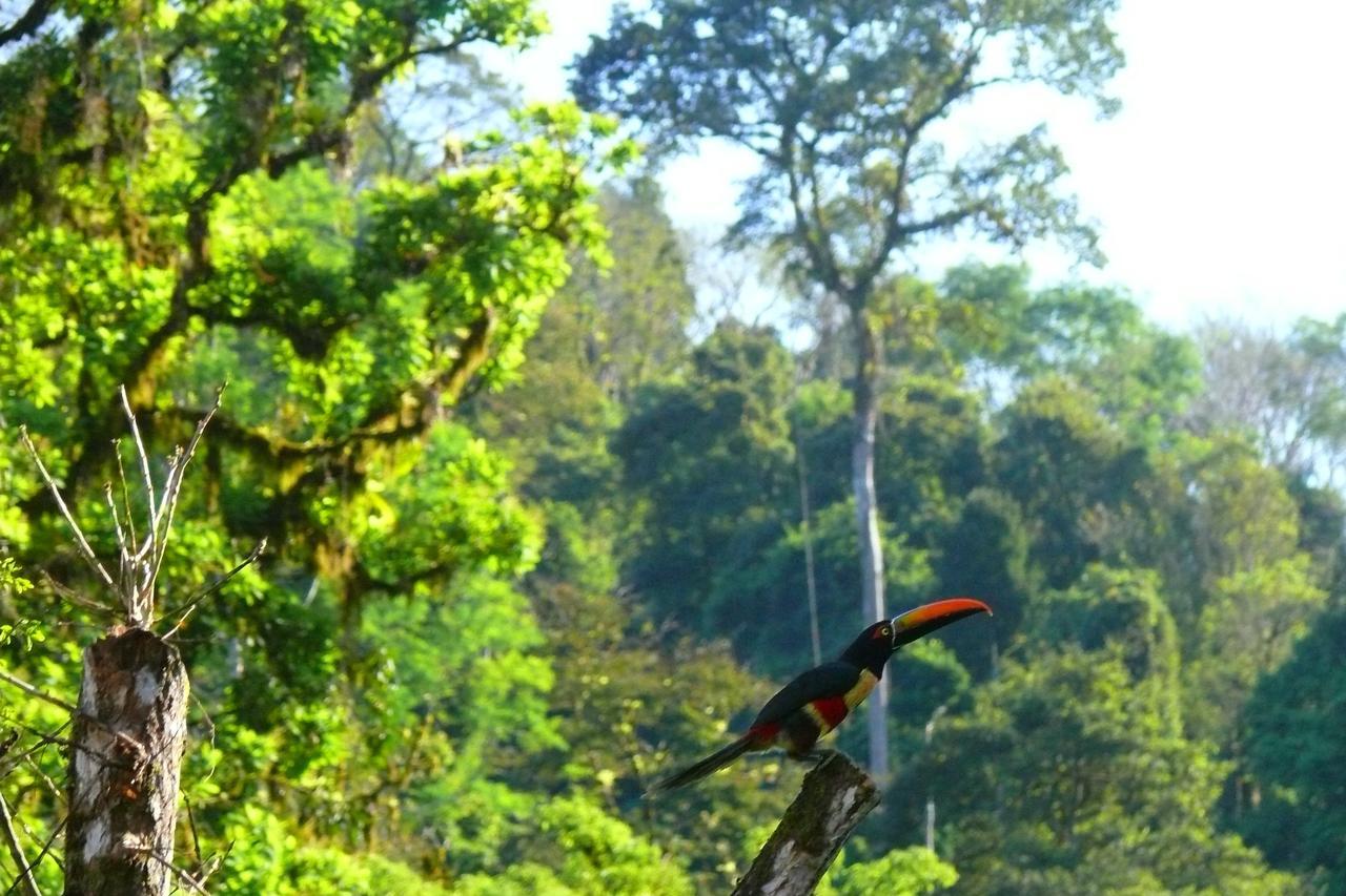 Rafiki Safari Lodge Savegre Pokoj fotografie